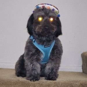 Meet your Posher, Jose